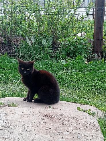 купить собаку доберман в бишкеке: Отдам кошек/котов в белых и черных окрасах нужно приручить к лотку — 2