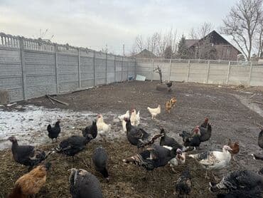 Линолеум: Ковер — 10