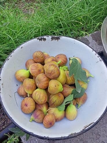 тюли бишкек: Инжир свежесобранный, домашний. - Сорт: светло‑фиолетовый/медовый — 2