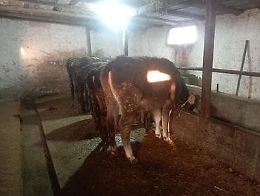 элитные коровы: Продаю | Бык (самец) — 2