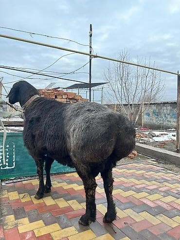корова молочная: Продаю | Баран (самец) | Арашан | Для разведения | Племенные, Осеменитель — 6