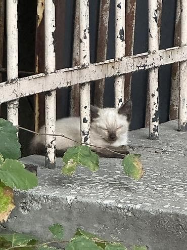 Животные: Даром ❤️ Котенок. Очень красивый окрас сиамского типа, голубые — 2
