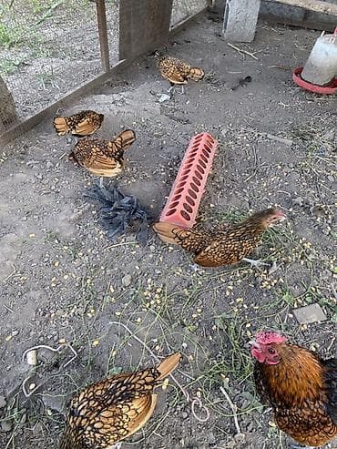 Животные: Продаю | Куры | Для разведения — 2
