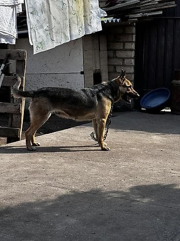 собака ротвейлер: Смешенная овчарка (метис) — охрана двора/территории - Пол — 3
