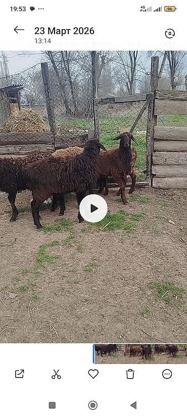 овец: Продаю | Ягненок | Полукровка | Для разведения | Племенные — 3