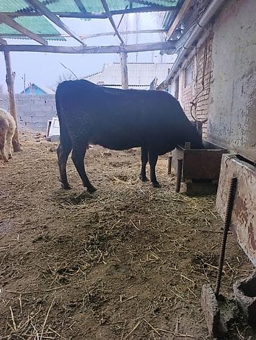 корова с телёнком: Продаю | Корова (самка) | Для молока | После отела — 3