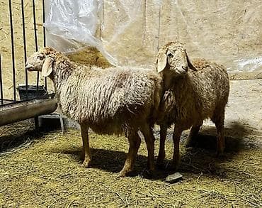 Продаю | Овца (самка), Ягненок | Гиссарская, Арашан | Для разведения | Ярка