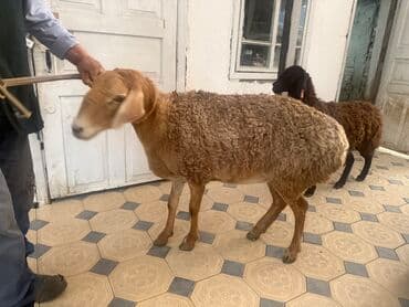тюк пресс: Продаю | Баран (самец) | Арашан, Гиссарская — 2