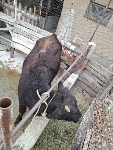 дойный апарат для коров: Продаю | Бык (самец), Тёлка | На забой — 10