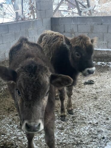 бычок сементал: Продаю | Тёлка | Для молока, Для разведения, На откорм — 6