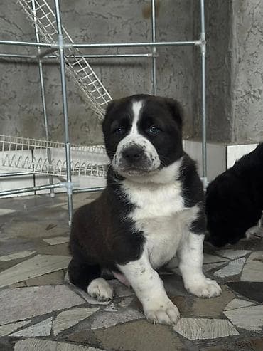 продажа собак бишкек: Продаю щенков Алабая, средне азиатской овчарки, три девочки и один — 7