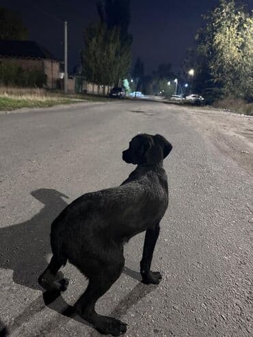 ит питбуль: Щенок, черный окрас, короткая шерсть. Компактного роста, стройного — 5