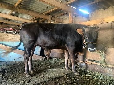 номер приюта для животных бишкек: Продаю | Бык (самец) | На откорм — 1