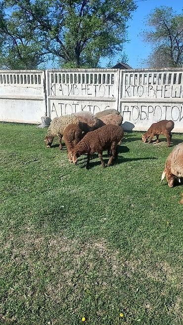 продаю кошара ферма: Продаю | Овца (самка) | Для разведения | Матка — 2