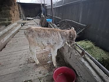 4 5мм: Сатам | Музоо | Швиц | Бордоп семиртүү үчүн — 2