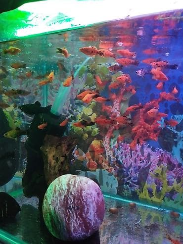 Аквариумы: Продаю аквариум с рыбками и всеми комплектом — 6