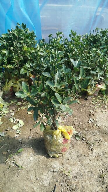 Барбекю: Саженцы деревьев: Платная доставка — 2