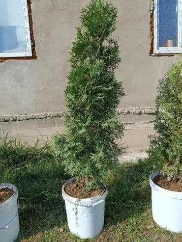 адресная табличка на частный дом: Саженцы деревьев: Туи — 1