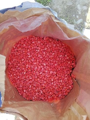 семичка май: Семена кукурузы MAS 582 (MAS 582.P) — профессиональный гибрид — 2