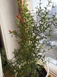 саженцы плодовых деревьев купить: Молодой саженец граната в горшке, готовый к пересадке или выращиванию — 4