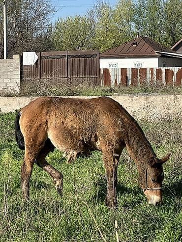 нарын ит: Ушул эркек тай сатылат 10 айлык 
Баасы 70мин содалашу жолу бар — 1