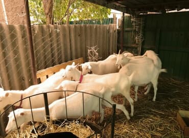 Продаю | Коза (самка), Козёл (самец), Козлёнок | Зааненская, Битал | Для разведения, Для молока | Племенные, Котные, Осеменитель