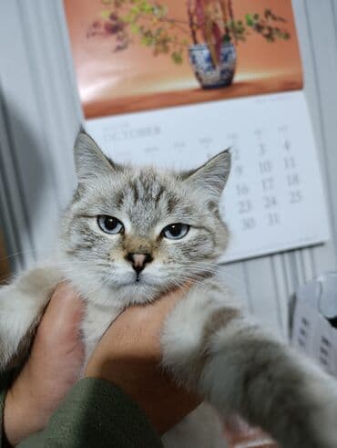 куда можно отдать собаку в бишкеке: Беспородная, 4 месяца, Мальчик, Черный — 12