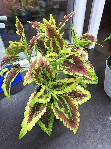 летние: Колеус (декоративная крапива), комнатные/балконные сорта в новых — 2