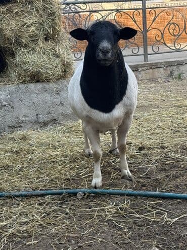 сколько стоит собака породы корги: Продаю | Баран (самец) | Для разведения | Племенные — 3