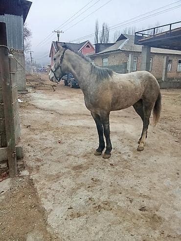 баран самец: Продаю | Конь (самец) — 1