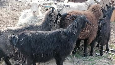 молочные козы: Продаю | Козлёнок | Для разведения — 6