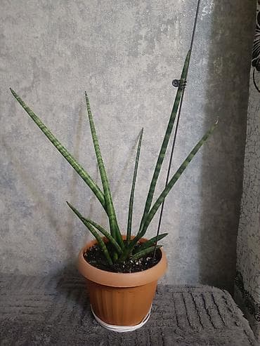 Сансевиерия цилиндрическая (Sansevieria cylindrica) в горшке. -