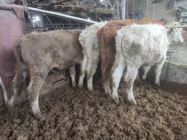 бука 1жаш: Продаю | Музоо, торпок | На откорм — 3