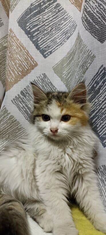 объявления о пропаже животных: Отдам даром пушистых котёнок с длинной шерстью и выразительными — 4