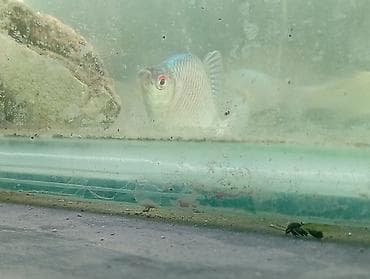 личинка карпа толстолоба амура: Аквариумная рыбка горчак — 2