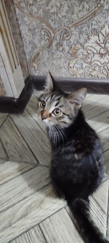 сколько стоит собака ротвейлер: Кошка даром: Беспородная, 5 месяцев, Мальчик, Приучена к лотку, Проглистована — 4