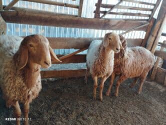 собака доберман сколько стоит: Продаю | Ягненок | Арашан — 1