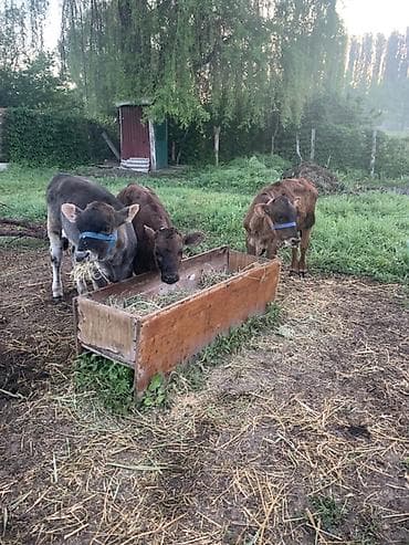 за сколько дней до отела корова наливает вымя: Ассаламу алейкум 3 штук музоолор сатылат 1/5,2/5,3 ай болуп — 3