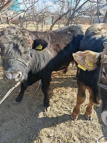 бишкек собака: Сатам | Бука (эркек) | Бордоп семиртүү үчүн — 7