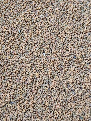 детские подарки на новый год бишкек: Семена кормовых растений: Люцерна, Самовывоз — 4