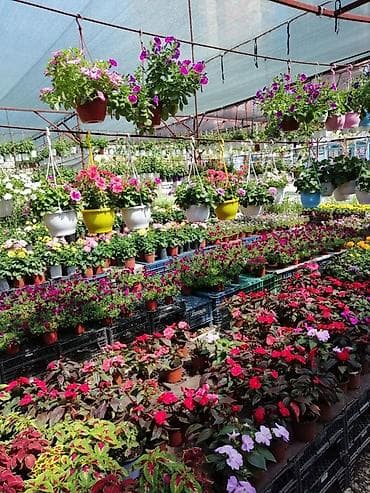 осень весна: Пеларгония (герань) — рассада и взрослые кусты в горшках - — 1