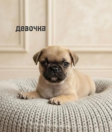 Продажа собак: Бульдог, 1 месяц, Самец — 5