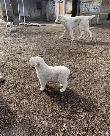 купить алабай: Алабай, 1 месяц, Самец, С прививкой — 2