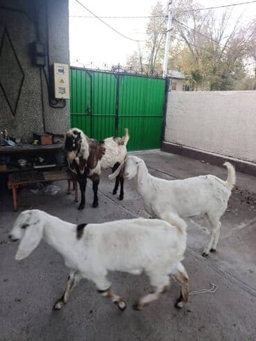 Продаю | Козлёнок, Козёл (самец), Коза (самка) | Битал | Для молока, Для разведения | Племенные