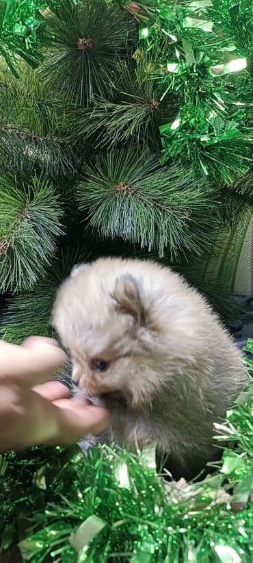 миска для животных: Шпиц, 1 месяц, Самец — 10