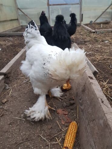 Шелковые Куры ( по 2000с. ) и карлики ( по 800с. ) — 9