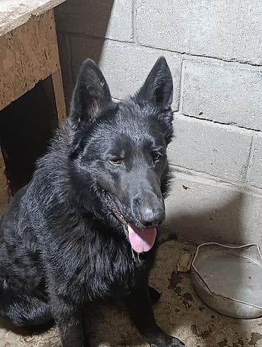 бойцовский питбуль: Немецкая овчарка, 2 года, Самец — 8