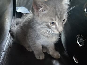 кошка серый: Ищем любящий дом для котят 🐾 Им ровно 2 месяца — остались 1 мальчик и — 4
