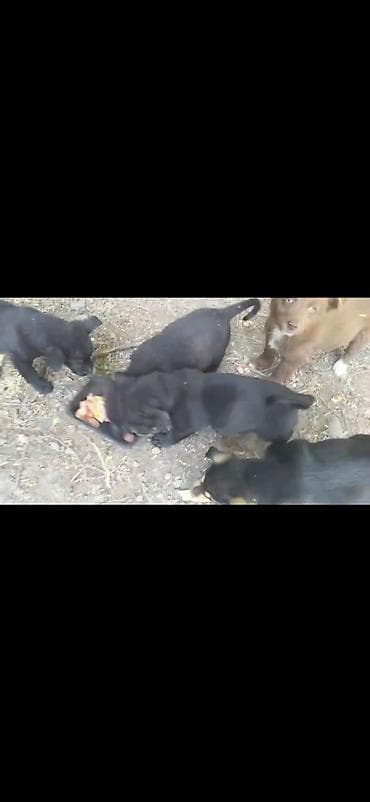 Продажа собак: Отдам в добрые руки Щенки дворняжки🐶 Ищем любящих хозяев для — 4