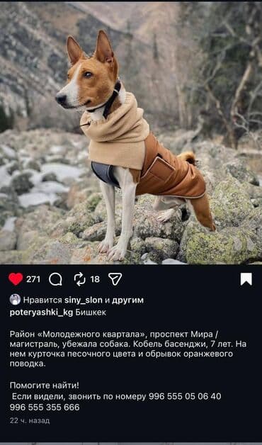 Бюро находок: Поиск собаки — басенджи, кобель, 7 лет. Район: «Молодёжный квартал» — 1